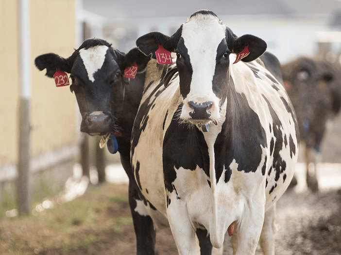 Black and white dairy cows