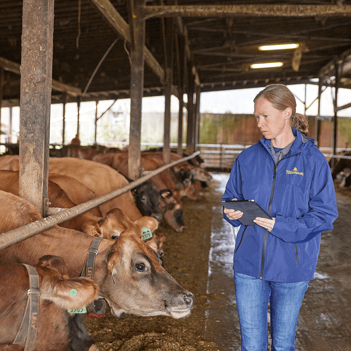 Woman checking cows with tablet