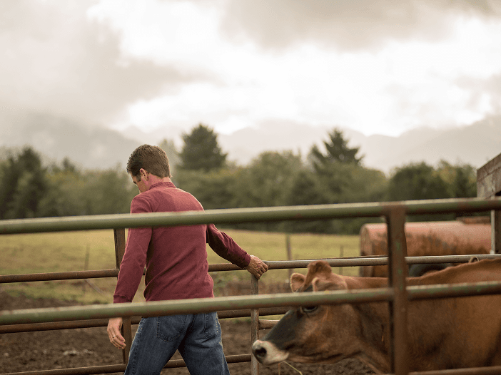 Farmer leading cow