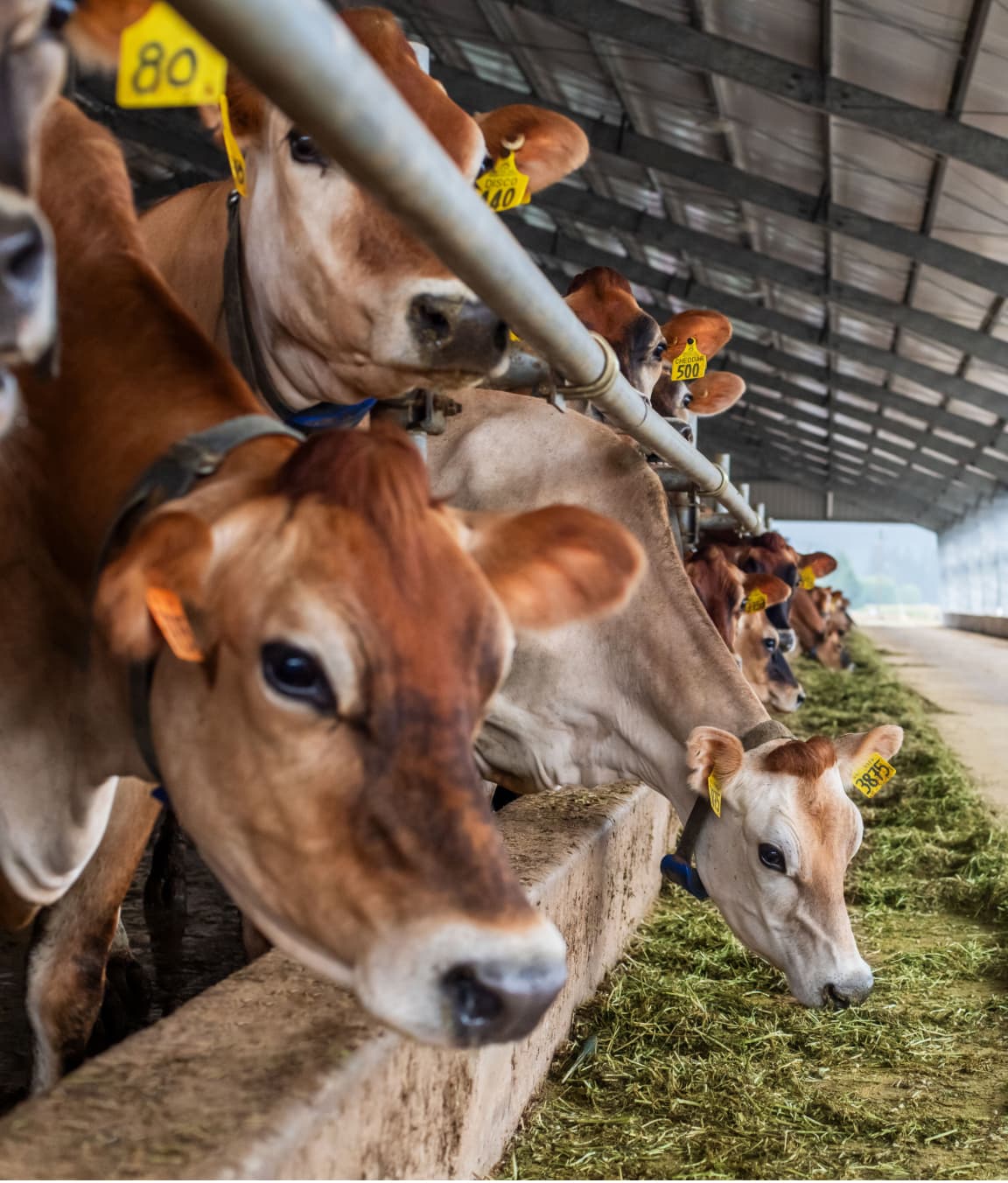 Many cows in barn